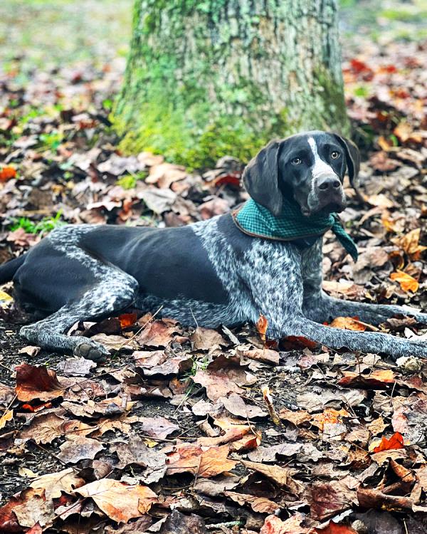 /images/uploads/southeast german shorthaired pointer rescue/segspcalendarcontest2021/entries/21901thumb.jpg
